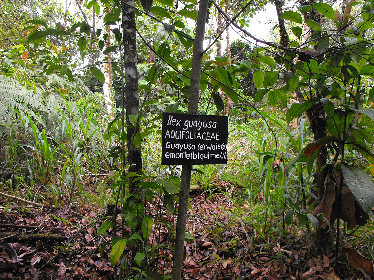 Ilex guayusa