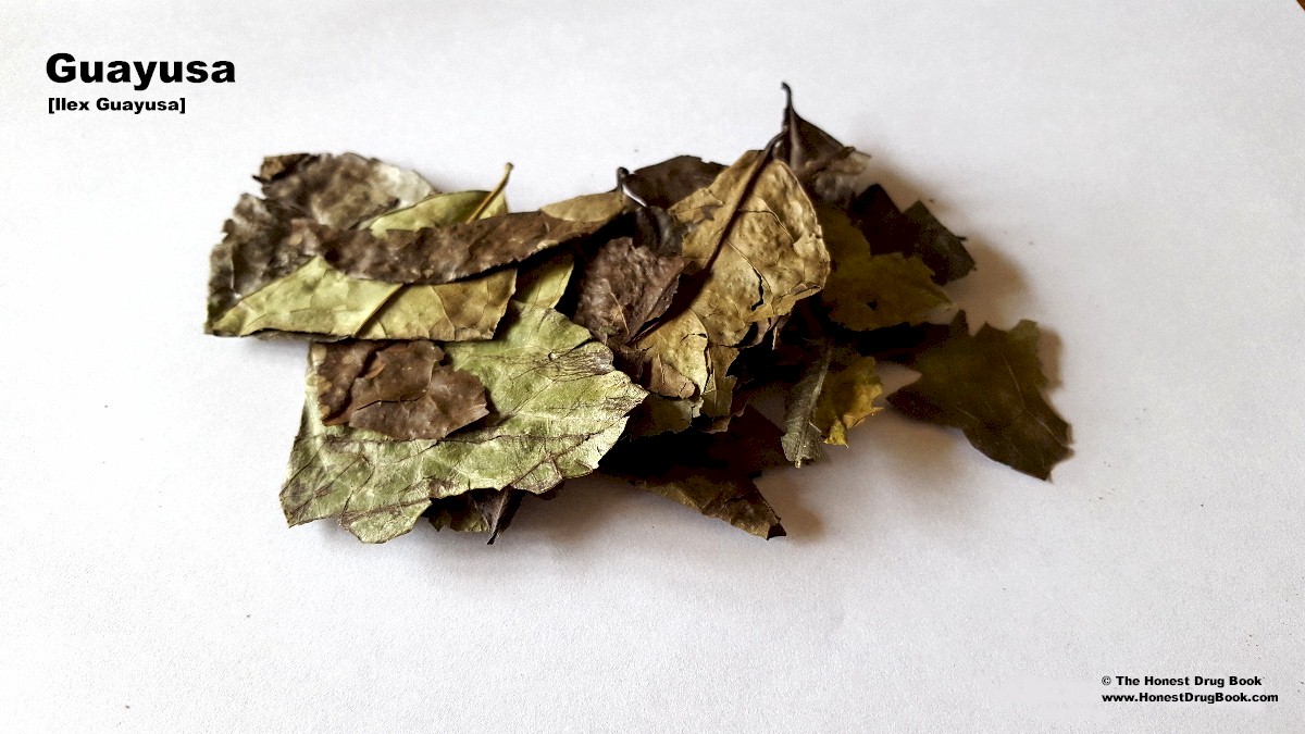 Ilex guayusa