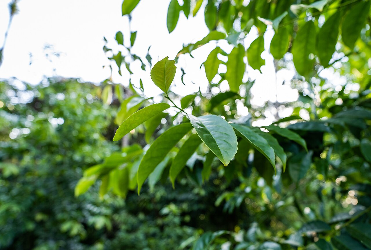 Ilex guayusa