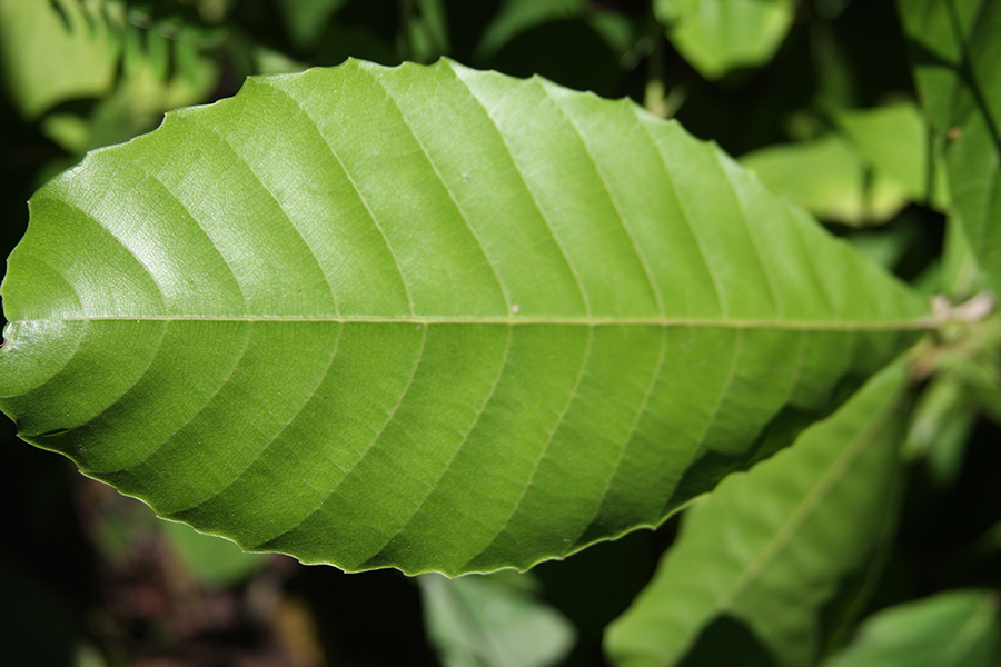 Ilex guayusa